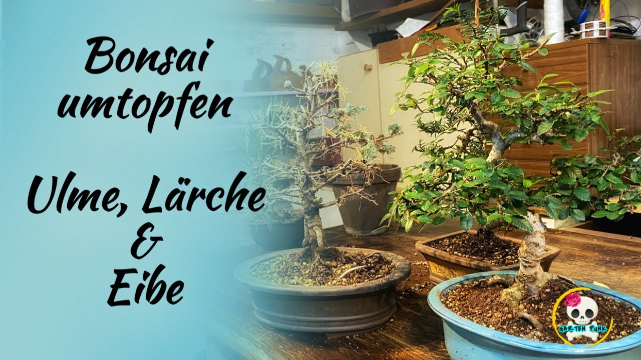 Bonsai umtopfen & Wurzeln schneiden / Ulme , Lärche und Eiben Bonsai