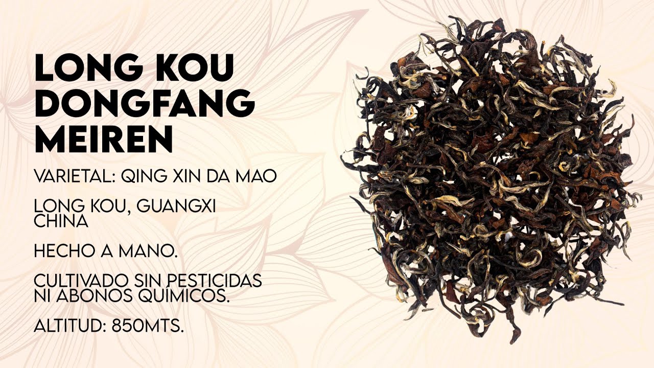 ¿El Mejor Oolong del Mundo? Probamos el Dongfang Meiren de Kiyama Tea