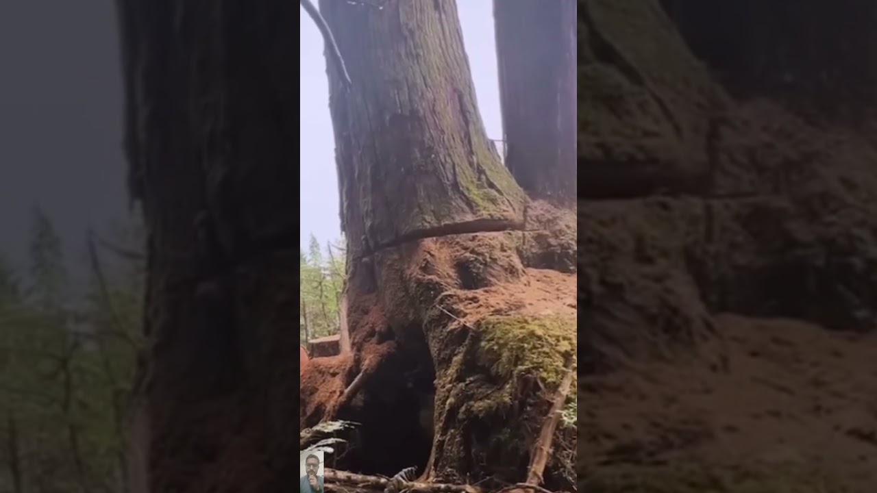 рубка дерева #паханиедерева #древесина #тропанад деревом