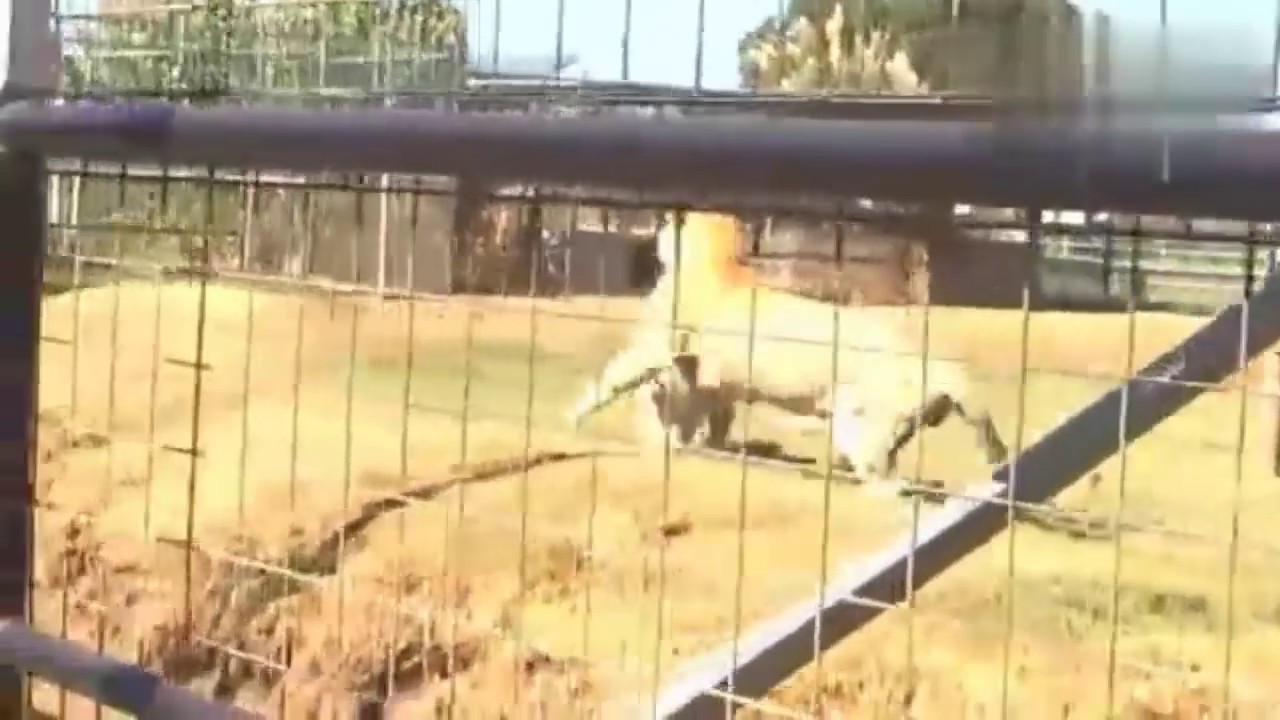 liger vs tiger fight 獅虎獸和老虎打鬥