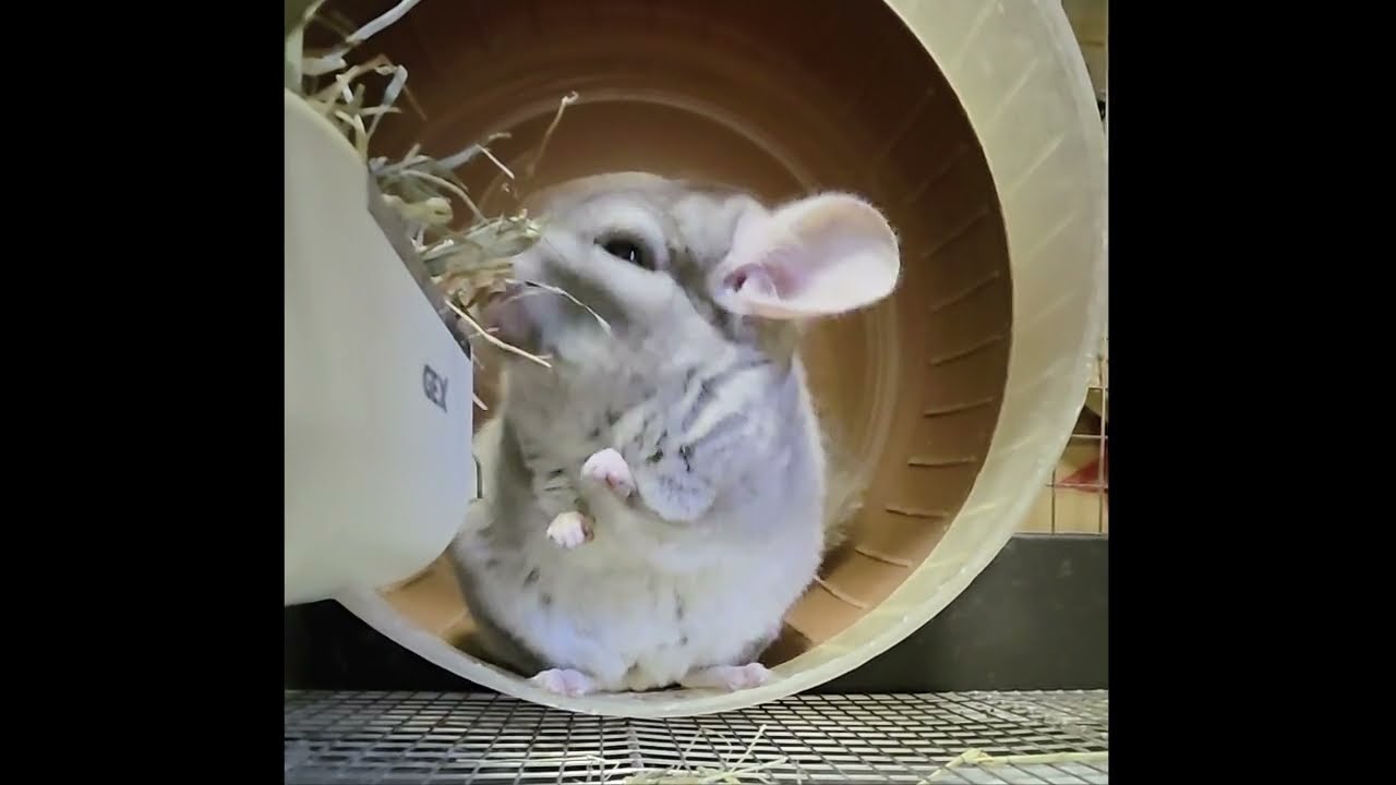 最高に癒される…！チンチラのチモシー食事シーン🌿Chinchilla eating timothy hay