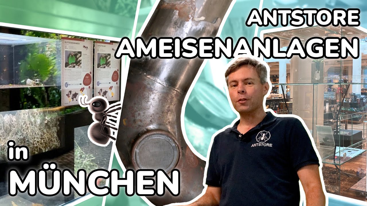 ANTSTORE  - Unsere Ameisenanlagen in München 🐜 Globetrotter, Werksviertel, Tierpark !