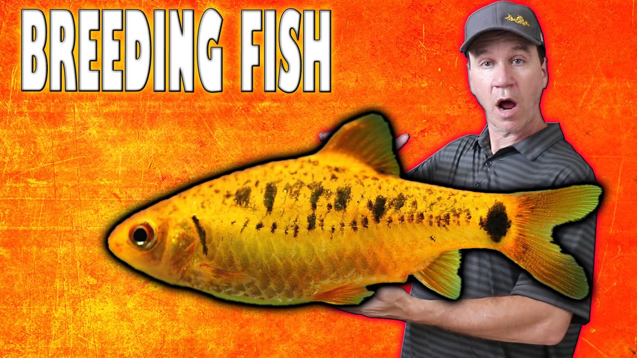 How to Breed Gold Barbs and Raise Fry Fast!