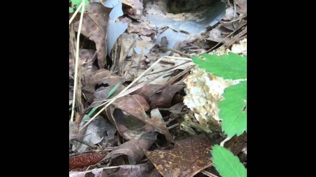Eastern Yellowjacket (vespula maculifrons) nest part 2