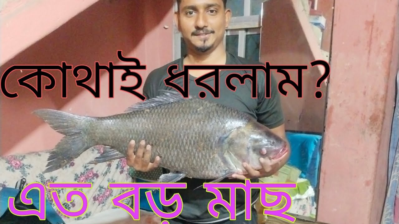 এত কম দামে এত বড় বড় মাছ খাচ্ছে কোন পুকুরে। একটি মাছের ভিডিও এটি। 
