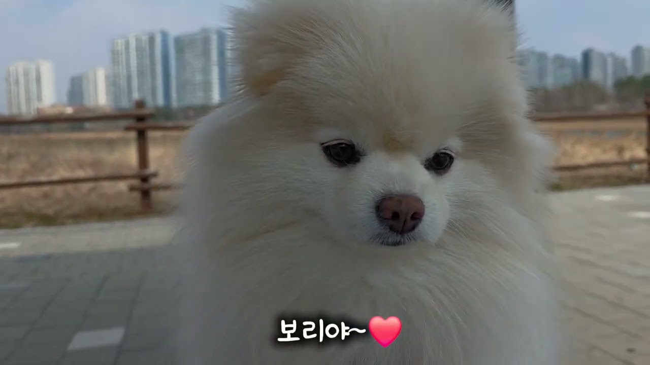 [보리 Vlog] 시화호 수변공원 산책하기