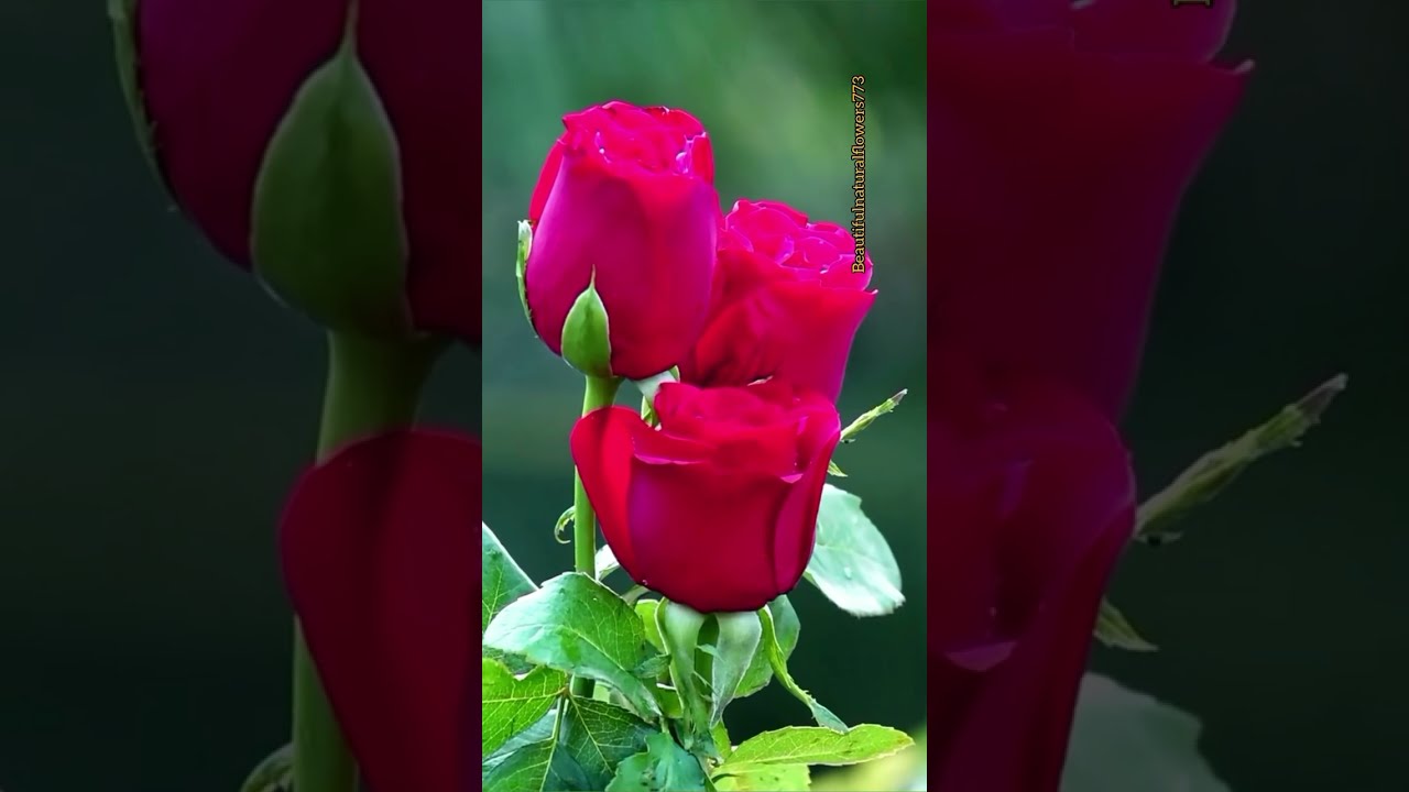 beautiful flower #naturescenery #flowers