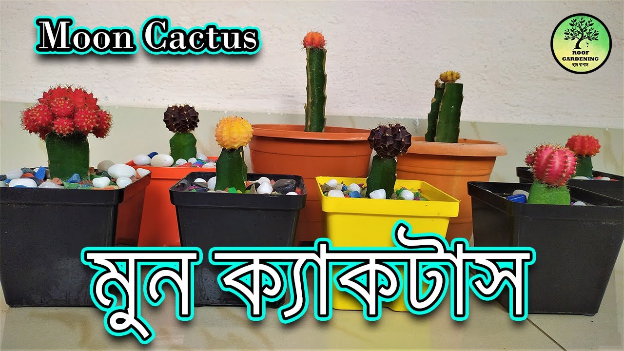 Moon Cactus সম্পর্কে বিস্তারিত তথ্য / How to grow and care Moon Cactus