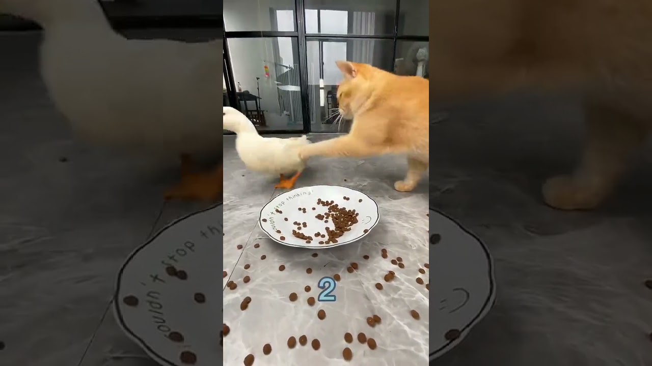 TINGKAH LUCU KUCING VS BEBEK