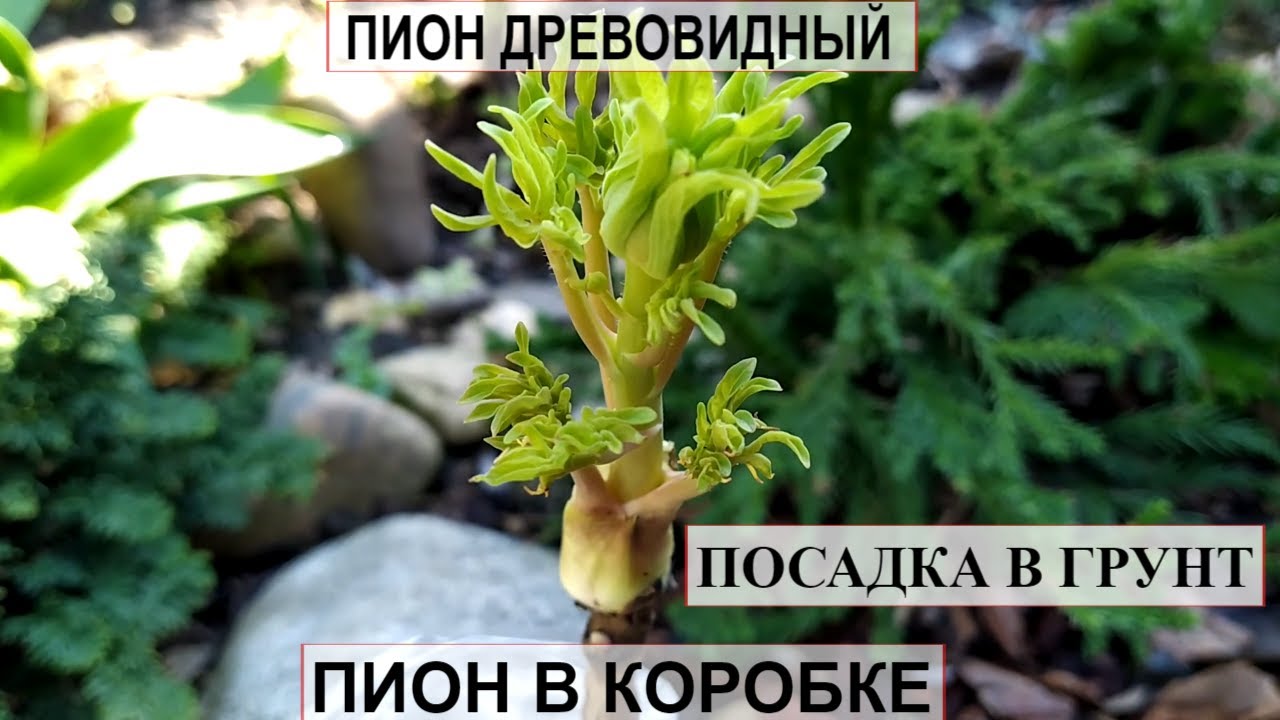 Пион древовидный привитый на травянистый  | Пион в коробке посадка в грунт и уход