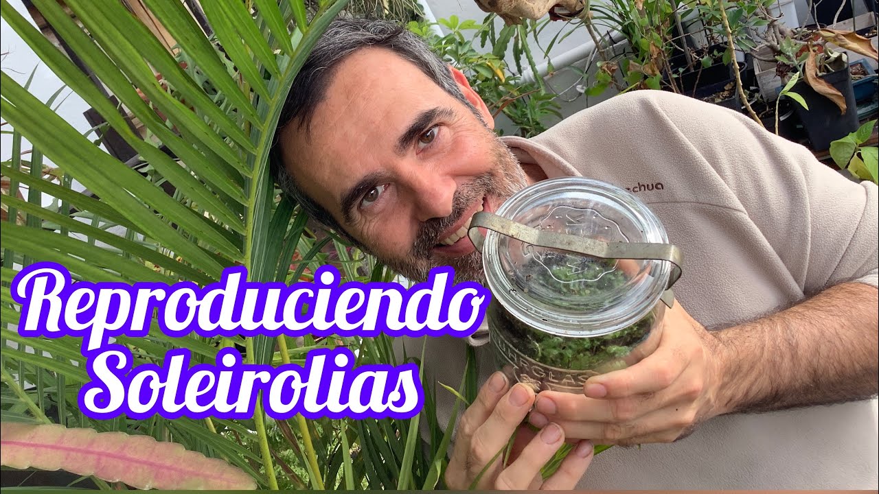 Reproduciendo Soleirolias CAP 133
