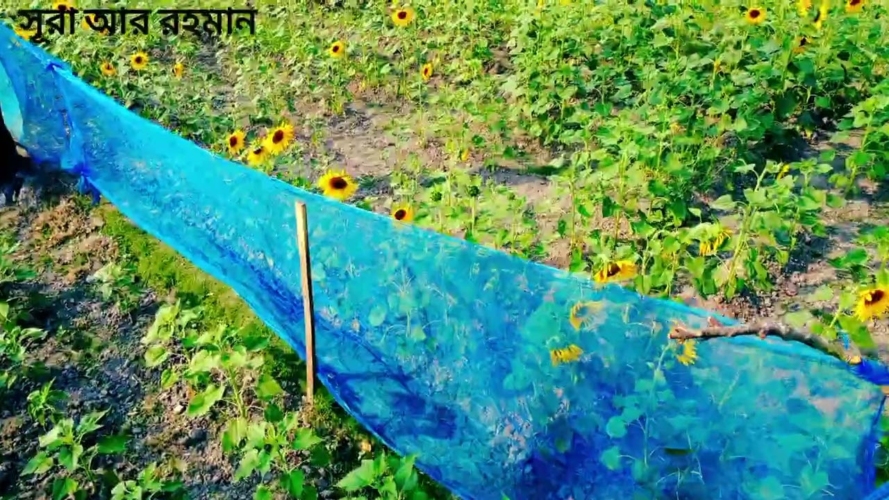 Sura AR RAHMAN.