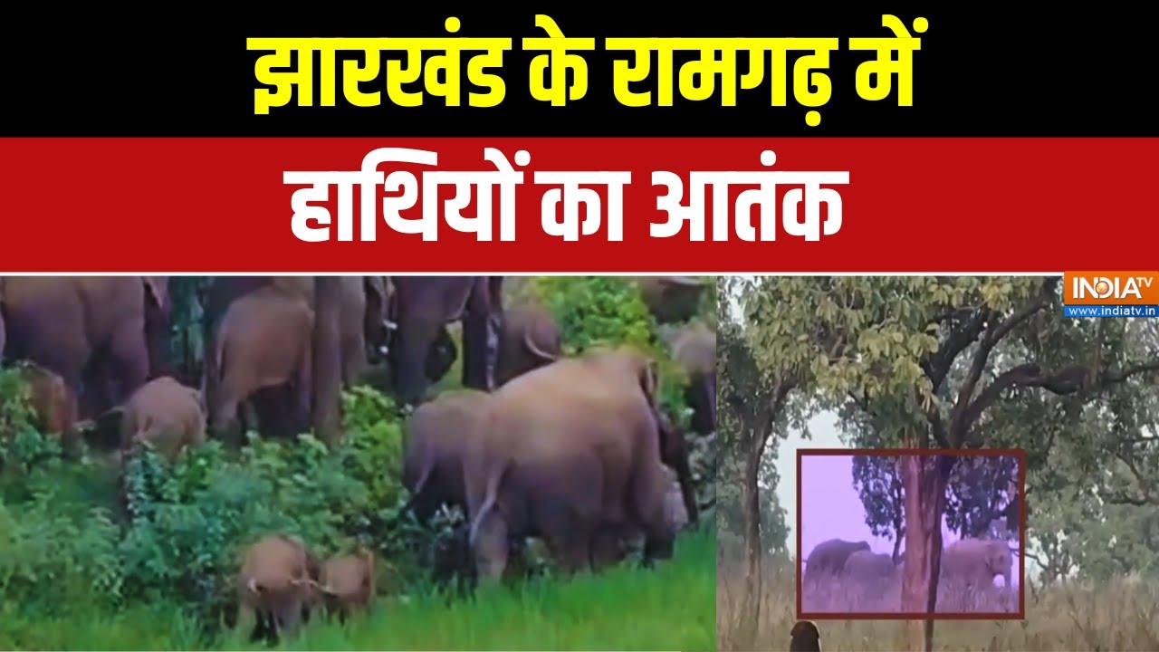 Jharkhand News: झारखंड के रामगढ़ में हाथियों का आतंक | Ramgarh | Latest News | India TV