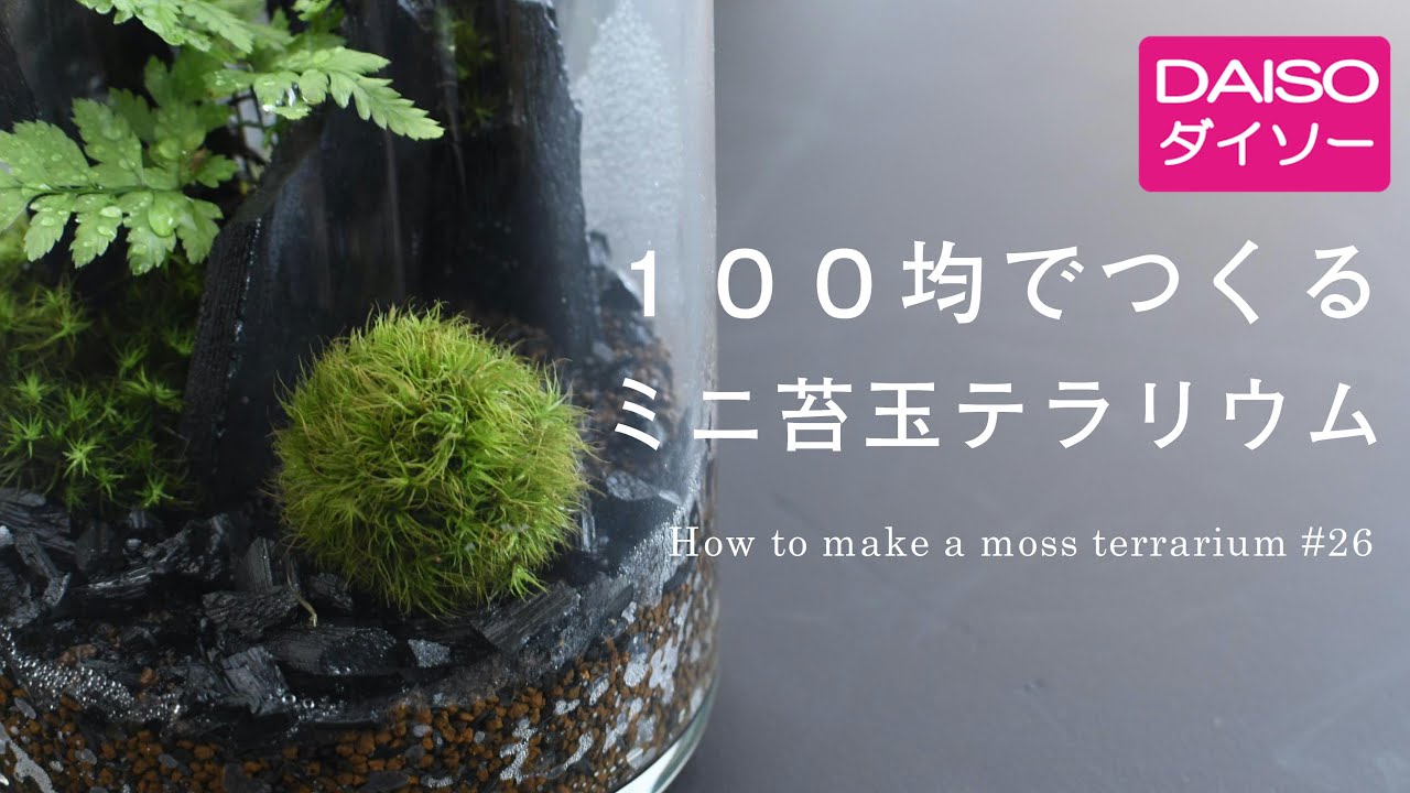 100均でつくるミニ苔玉テラリウム【ダイソー編】#26