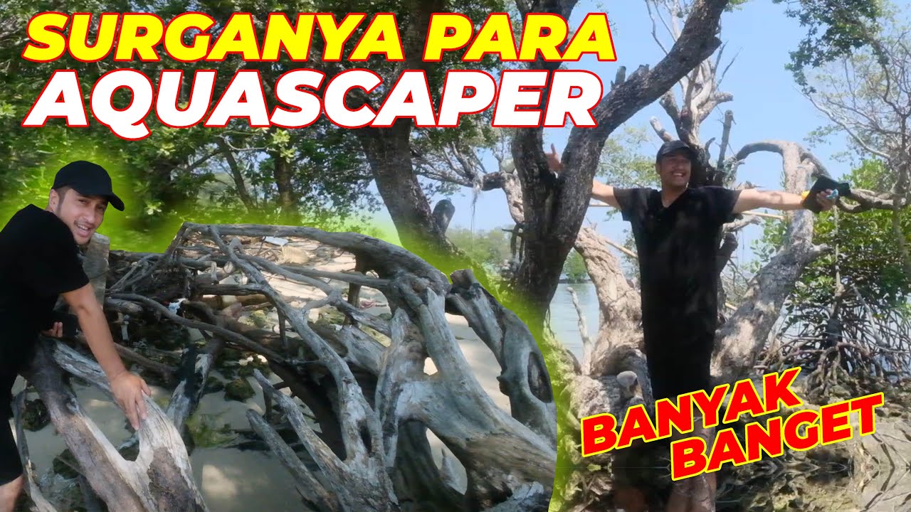 PENAMPAKAN ASLI POHON SANTIGI UTUHH ...