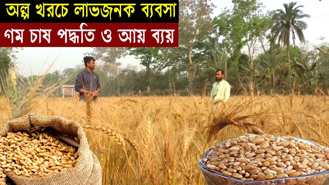 গম চাষ পদ্ধতি ও আয় ব্যয় - How to Grow Wheat Step by Step - Commercial Farming in Bangladesh