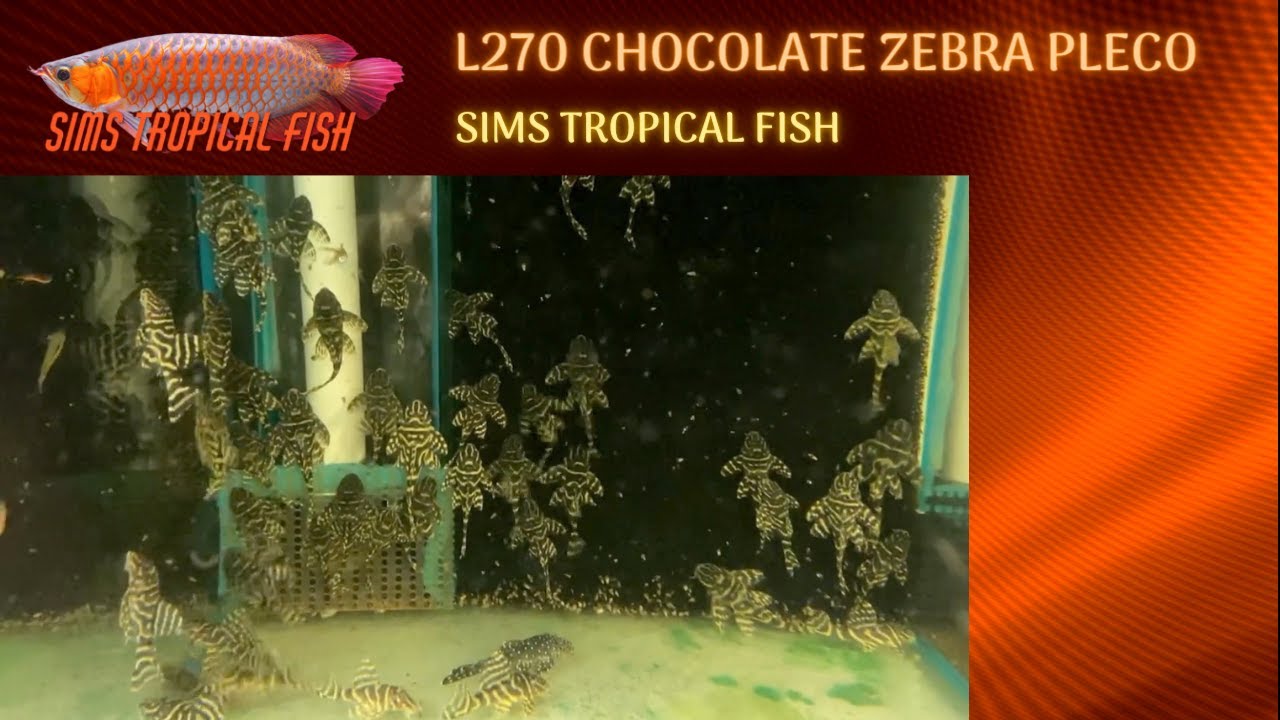 Sims Tropical Fish - L270 Chocolate Zebra Pleco