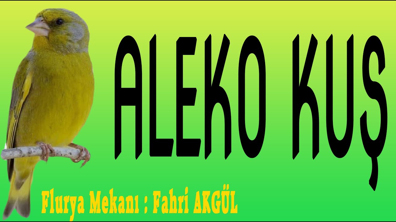 Flurya Mekanı - Büyük Usta Aleko'nun (Aleko Kuş) 1960'lar