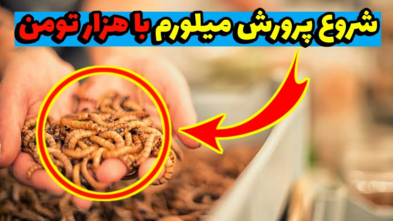 پرورش سوسک تاریکی (میلورم) و کسب درامد