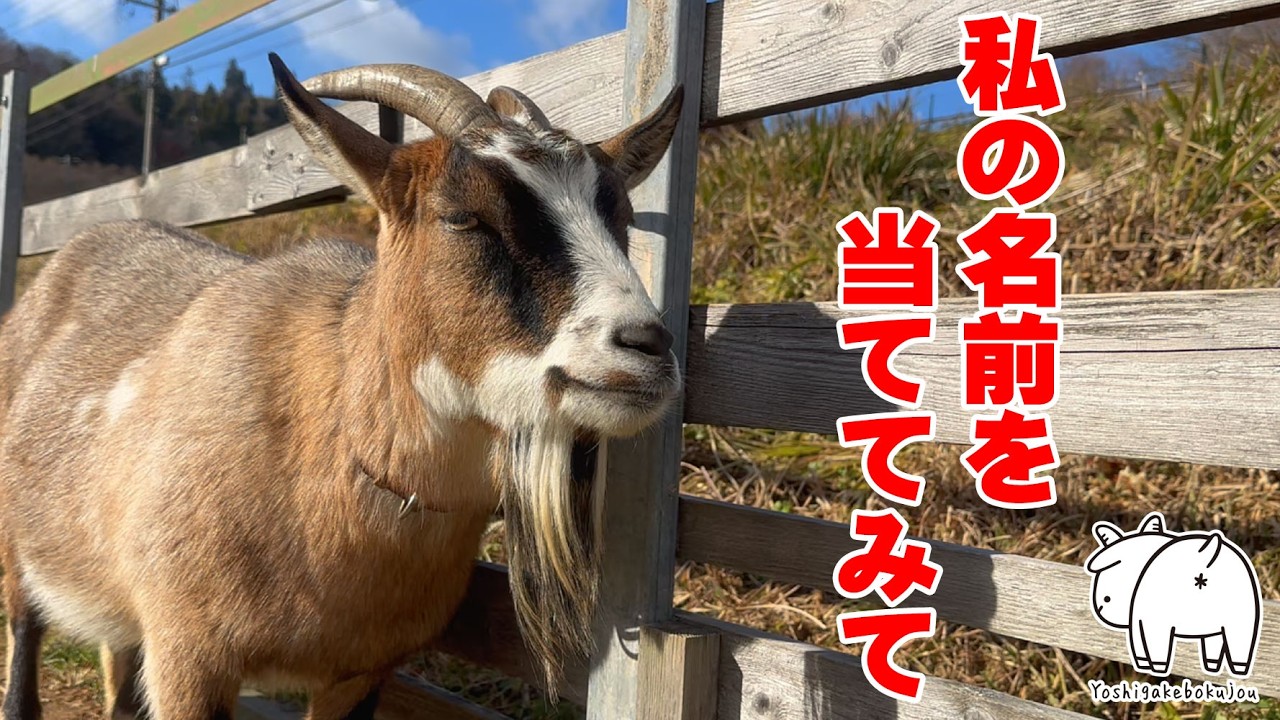 LIVE風ヤギの名前当てクイズ…　2025年12月18日　吉がけ牧場　#界隈