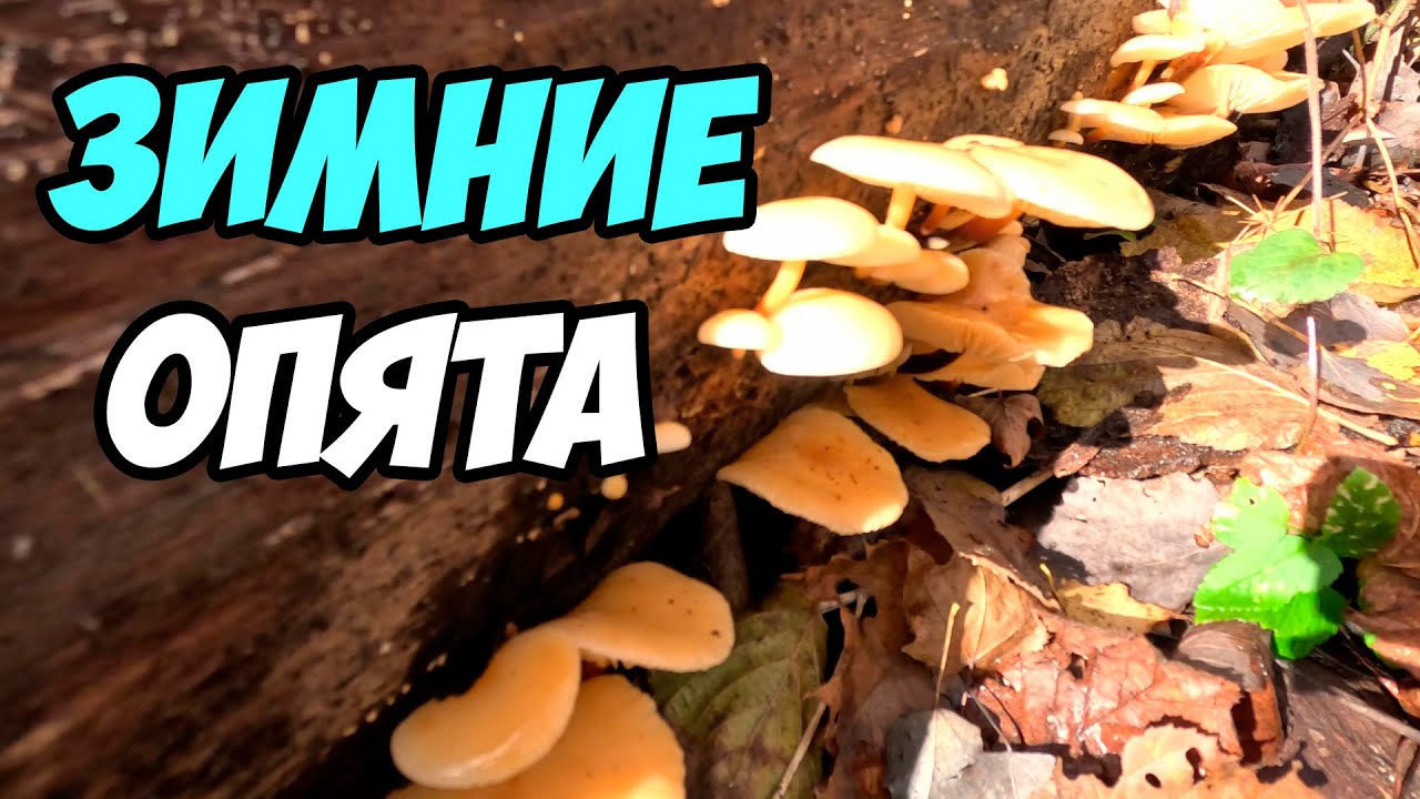 Зимние опята - собираем фламмулину