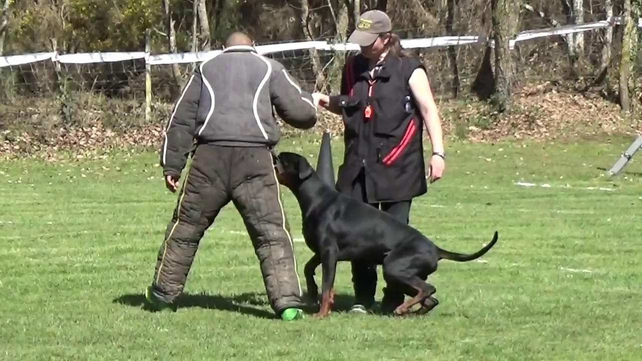 Dobermann Ring I-Roreck Rasham von Bolcanstern