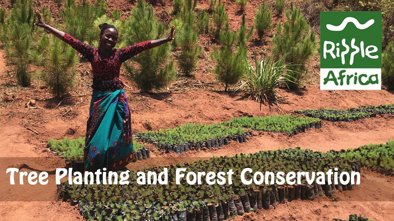 Tree Planting and Forest Conservation in Malawi - Ripple Africa
