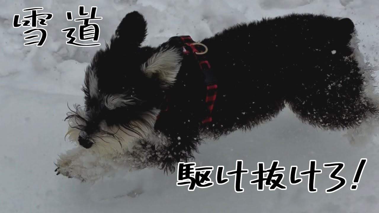 雪の中、走る犬と人間