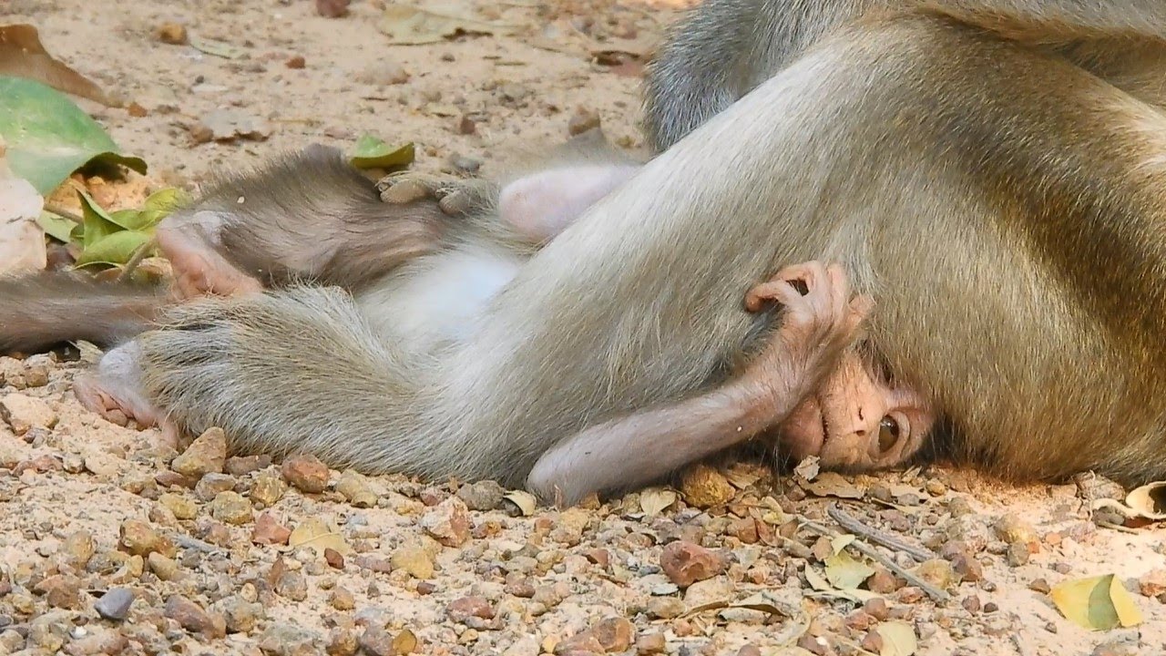 Baby Monkey Anissa Hug And  Crying Cos Afraid Mom Will Beat Her, So Pitiful Poor Baby Anissa