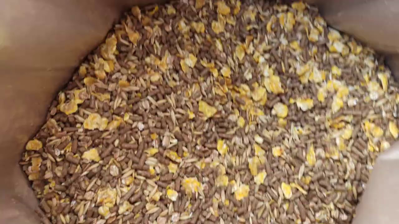 Odchów cieląt jednym systemem💥