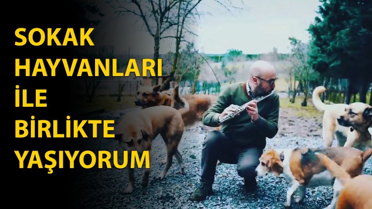 Sokak Hayvanları İle Birlikte Yaşıyorum (Köpek, At, Eşek, Martı)