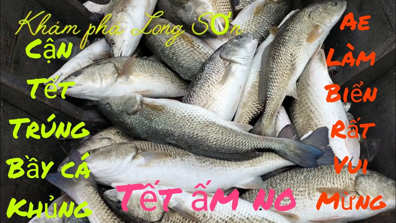 Ngày cận Tết hốt trọn bầy cá đù mỹ khủng ae làm biển rất hớn hở vui mừng ll Khám phá Long Sơn #263