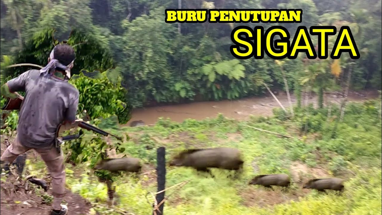 Berburu babi penutupan menyambut bulan puasa disigata ‼️seru dan menegangkan (wild boar hunting)