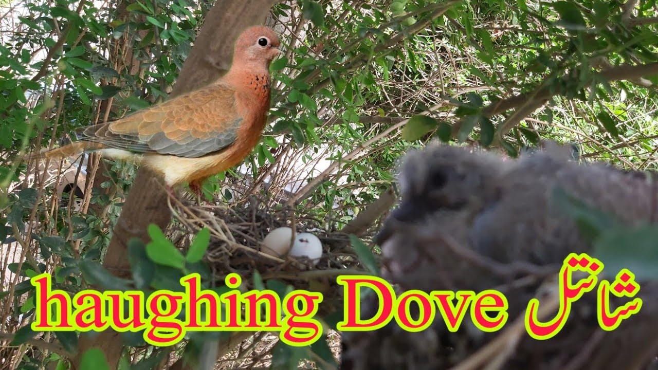 Laughing Dove nest eggs and chick story شانتل  گون کُود ءُ ھیکءُ چورُّک اں  shantul  AR D