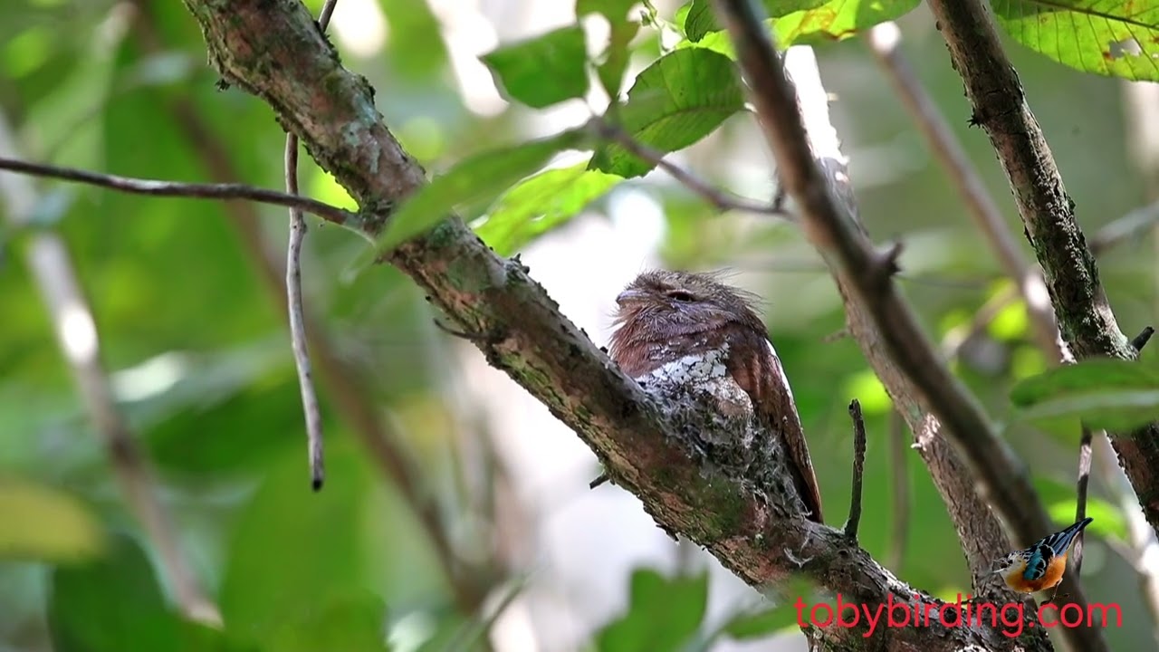 BLYTH'S FROGMOUTH @VIETNAM-BIRD-MAN 