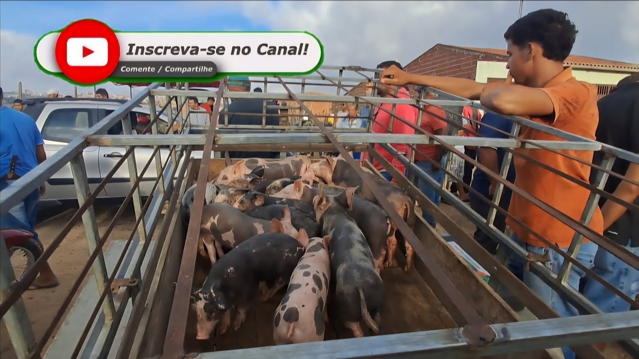 FEIRA DE CAPRINOS É OVINOS EM: ARARA-PB!!! 02/02/2026. 🤠📹🏜
