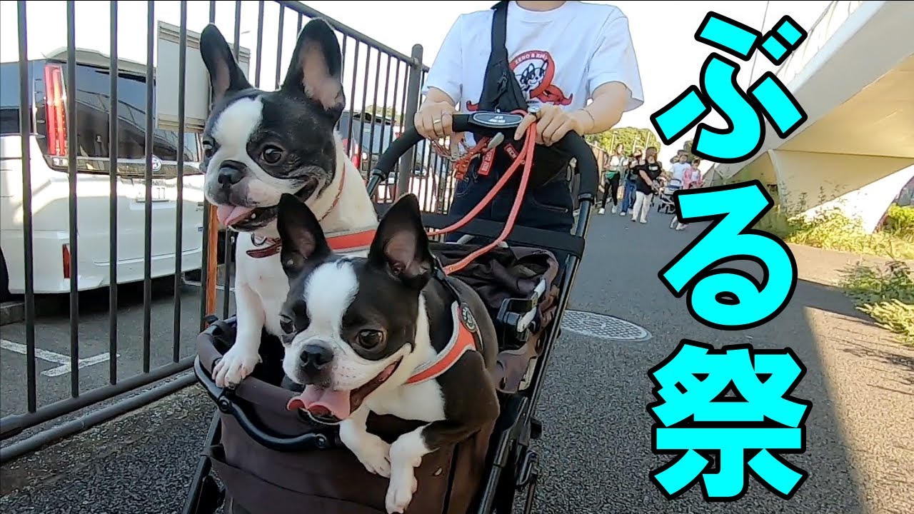 【ぶる祭】今までで1番残念なイベントになってしまいました…でもゼロレイは満足したようです♪