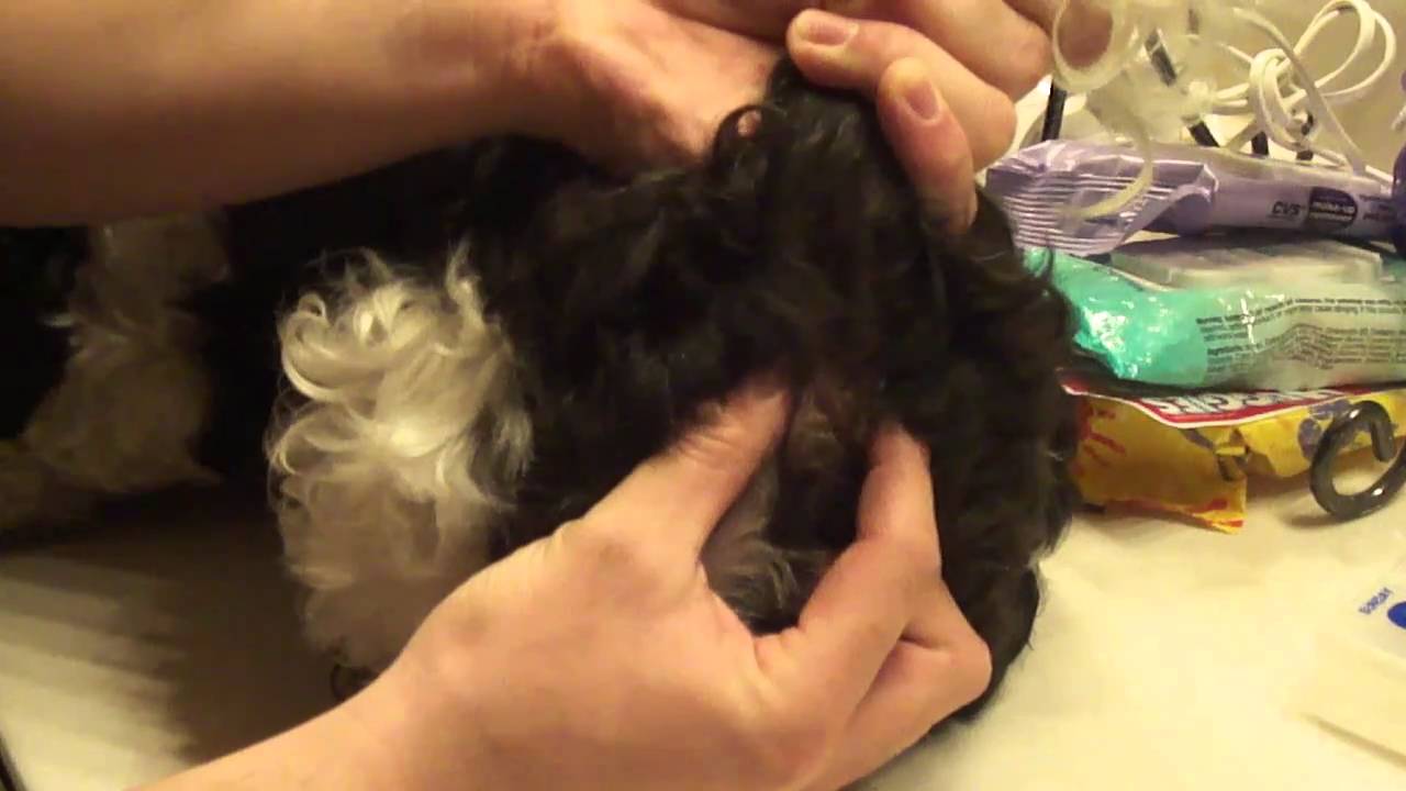 How to Express Your Small Dog's Anal Glands - Missy the Shih Tzu