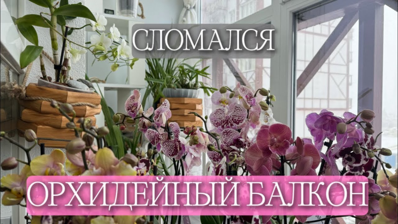Орхидеи на балконе-«подводные камни» или реки😂