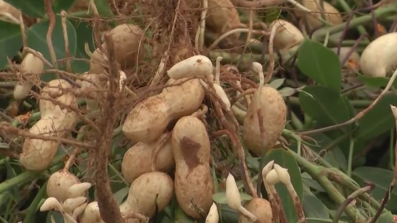 Texas peanut farmers thrown curveball with no fans attending sporting events