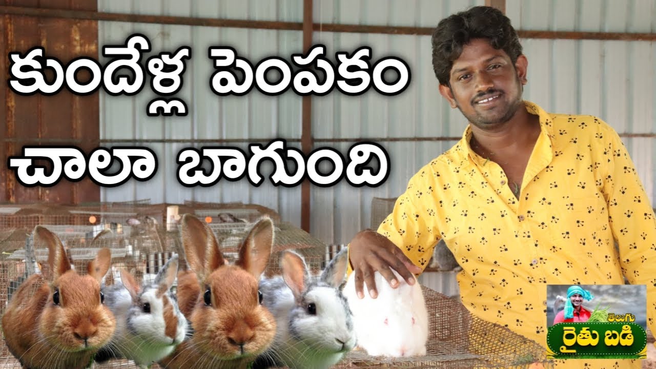 కుందేళ్లు పెంచుతున్న.. మంచి ఆదాయం పొందుతున్న | Rabbit Farming | తెలుగు రైతుబడి