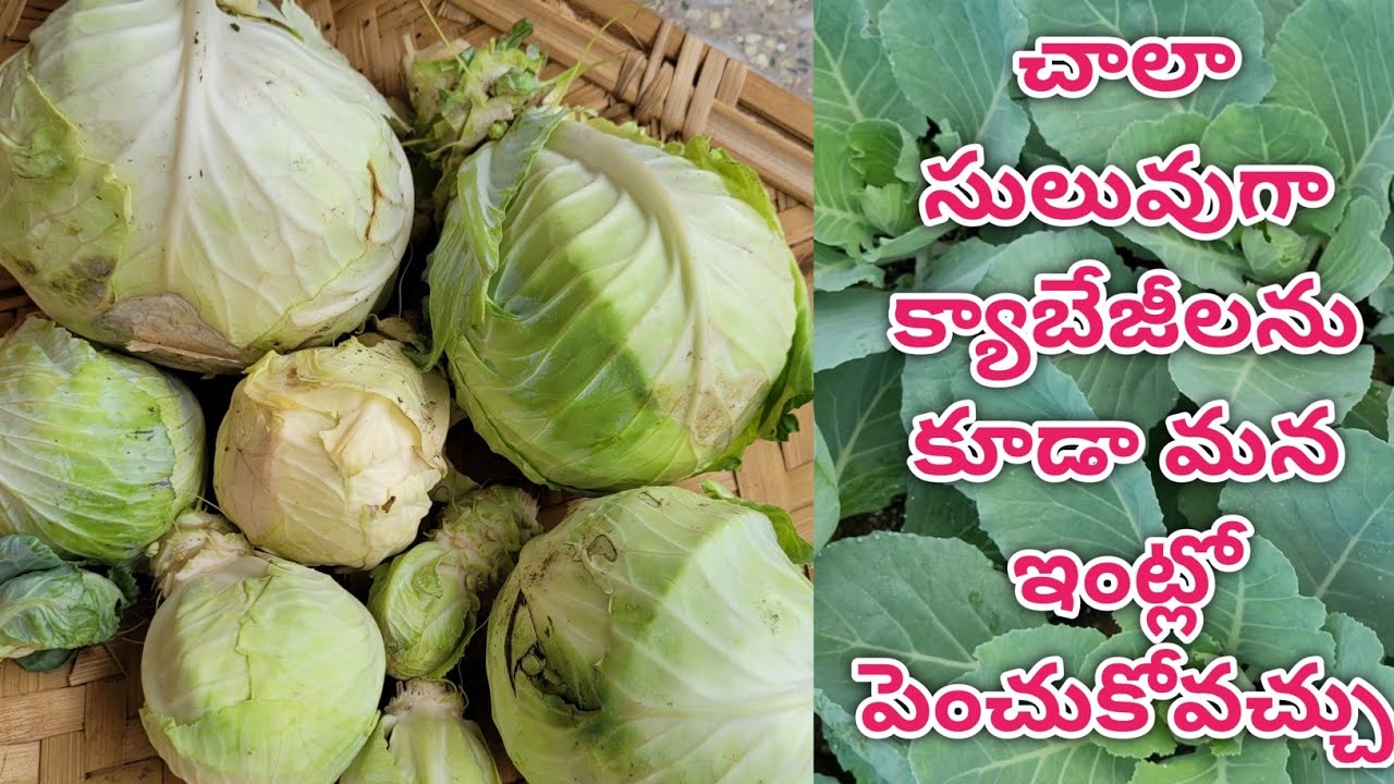 cabbage plant growing in telugu | growing cabbage at home | grow cabbage in pots & containers