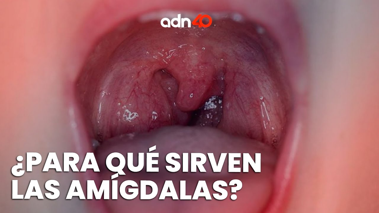 &iquest;Para qu&eacute; sirven las am&iacute;gdalas?