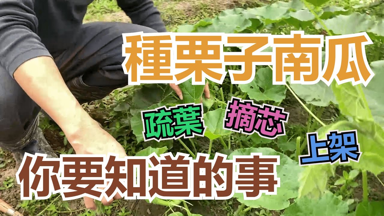 栗子南瓜 你要知道的事 | 摘芯 疏葉 上架