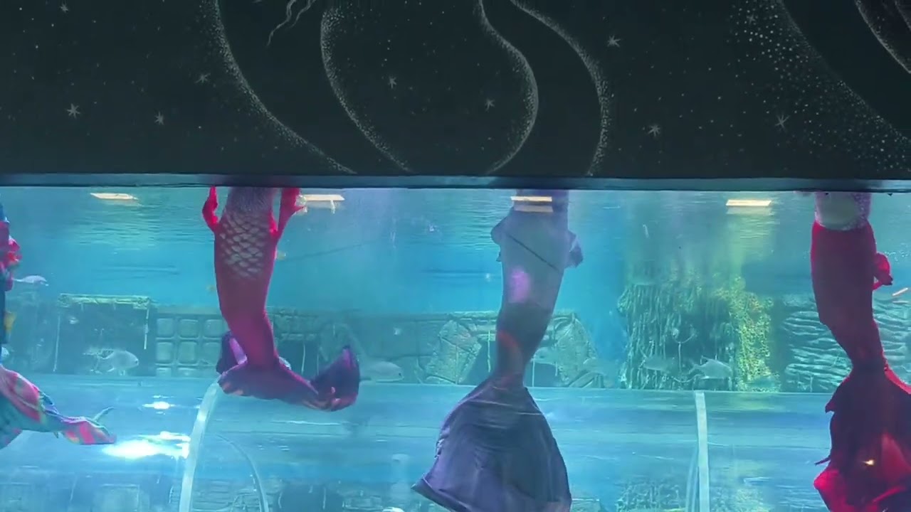 #the #mermaid #oceanlife #fish #pond #nature #aquarium #paradise #bengaluru