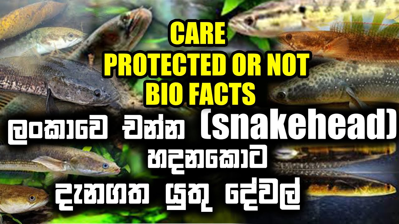 Important facts of Sri Lankan Channa fish(snakehead)| CARE |BIO FACTS | PROTECTION | Kanaya,Lula,Ara