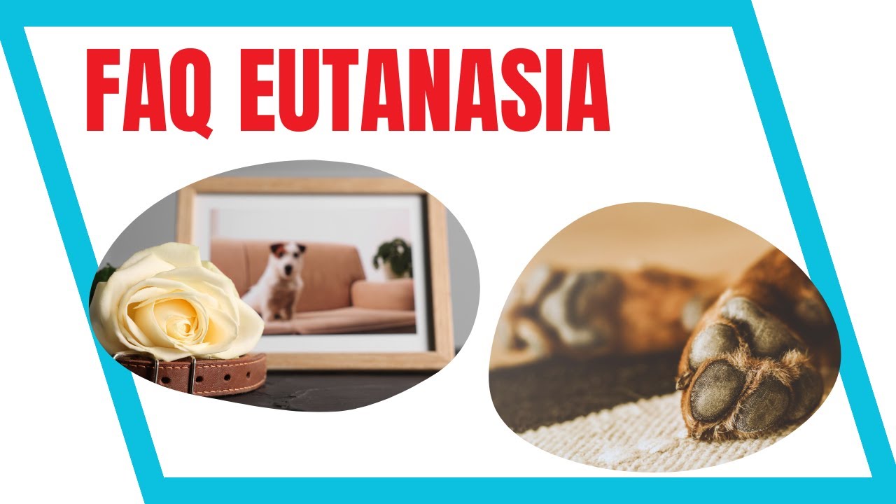 15 COSAS QUE NADIE TE DICE SOBRE LA EUTANASIA DE MASCOTAS