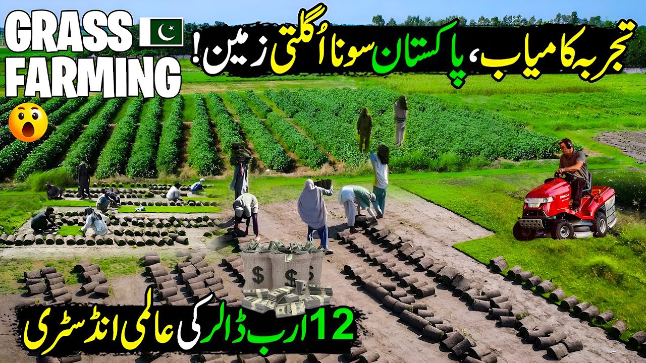 Grass Farming In Pak | Billion Dollar New Super Industry | Best Business In Pak | Made In Pakistan