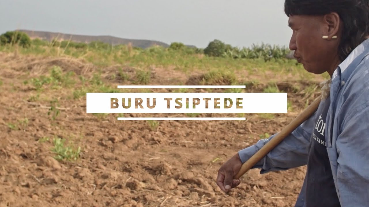 Buru Tsiptede (Roça forte) - agrofloresta Xavante (Carpe - Novo Humano)