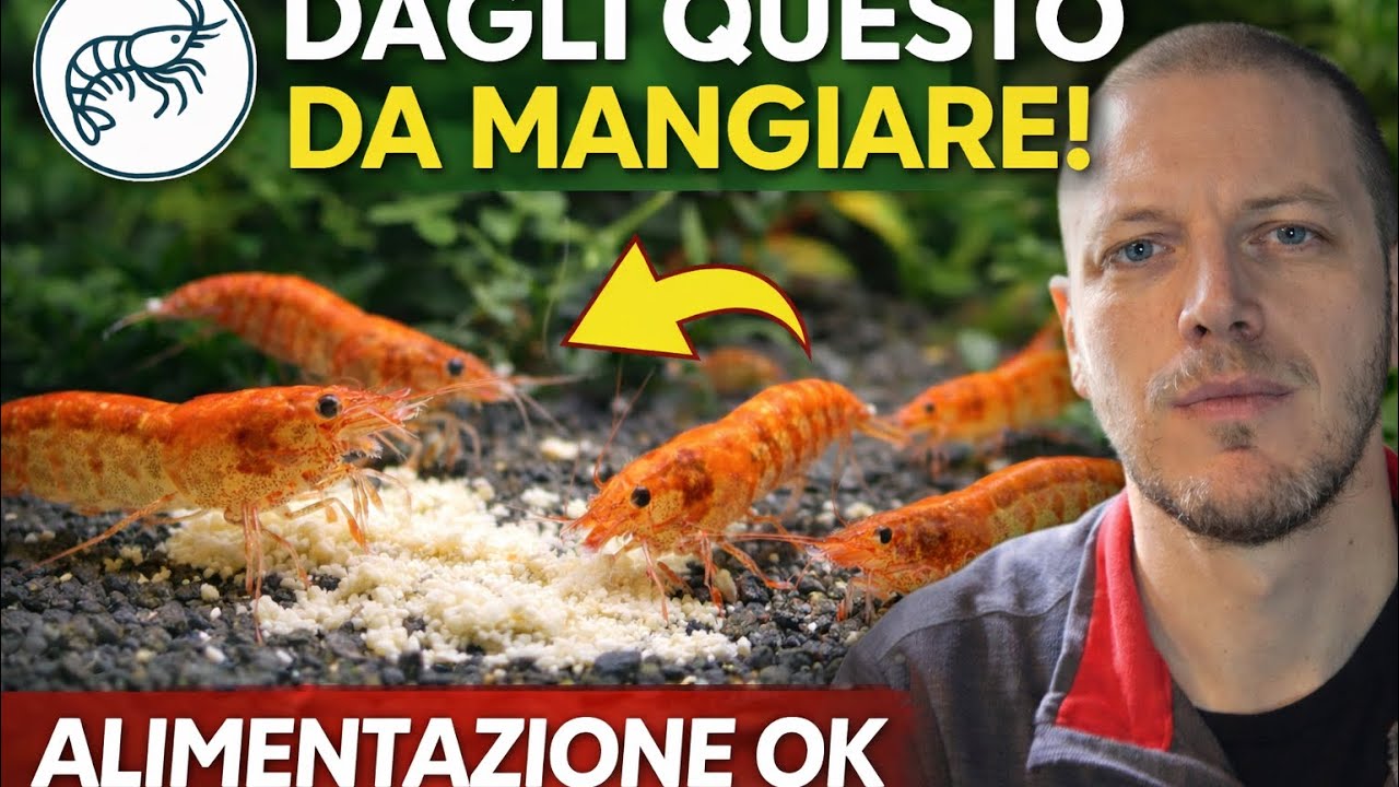 Alimentazione di Neocaridina